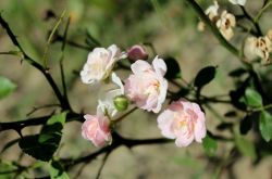 野蔷薇花语是什么  野蔷薇栽培种植技巧揭秘