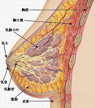 乳房剖面图