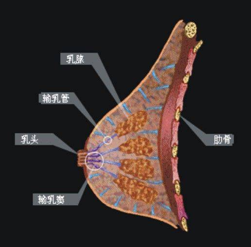 乳腺切除术是剥离乳房中的乳腺组织