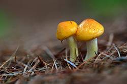 野生蘑菇的营养价值 野生蘑菇的六大做法