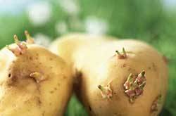 发芽的土豆能不能吃 如何预防土豆发芽