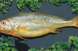 黄花鱼的做法大全 黄花鱼的营养价值有哪些