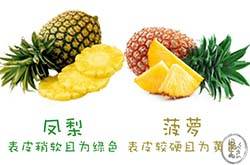 凤梨和菠萝的区别 凤梨和菠萝的营养价值都有哪些