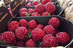 小红莓是什么？蔓越莓的五大功效