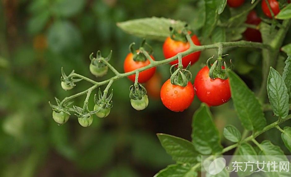 西红柿的营养成分解析 西红柿的吃法有哪些