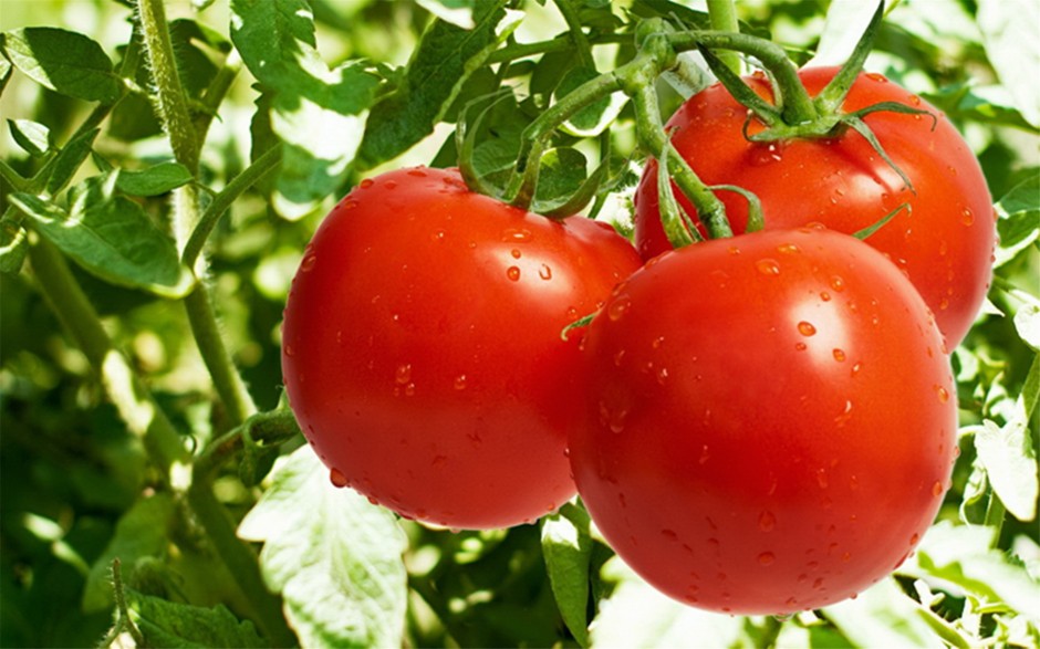 西红柿的营养成分解析 西红柿的吃法有哪些