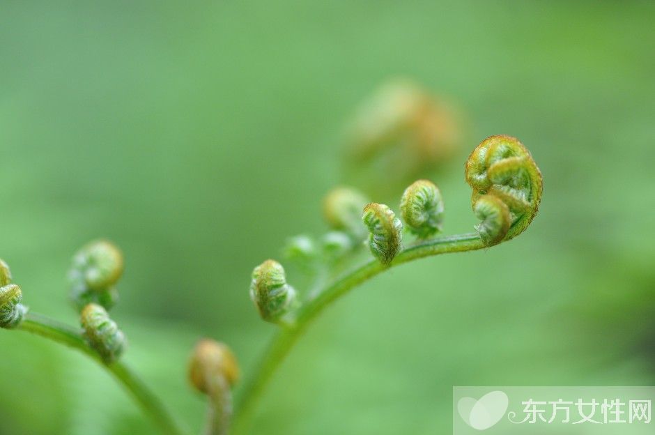 蕨菜的做法大全家常 吃蕨菜有什麼好處