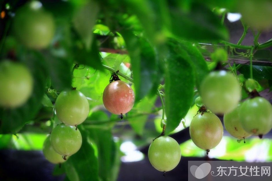 百香果汁的功效與作用 百香果怎麼吃最好