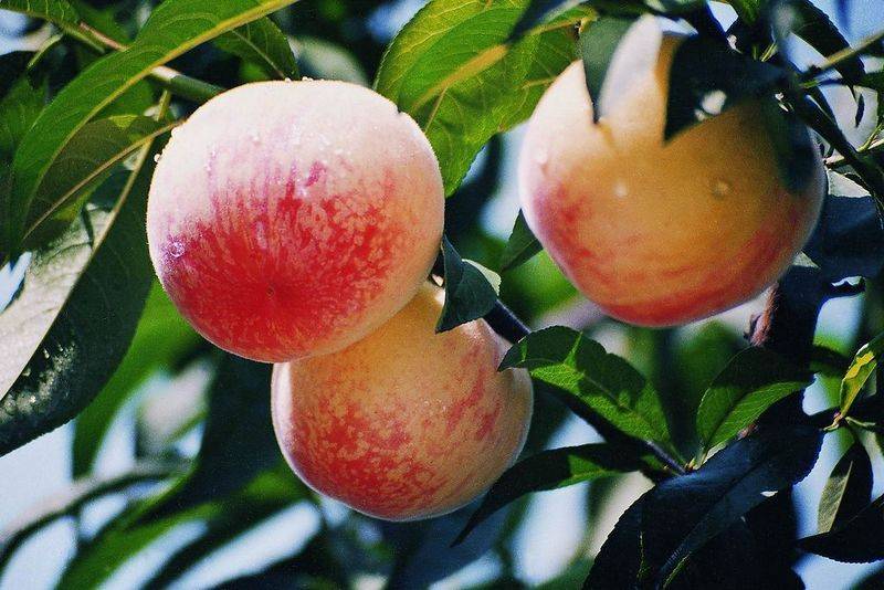 桃的营养价值有哪些 五种人群不适合多吃