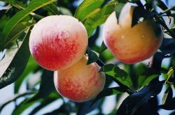 桃的營養價值有哪些 五種人群不適合多吃
