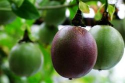 抗癌水果排行榜 12種水果可對抗癌症細胞