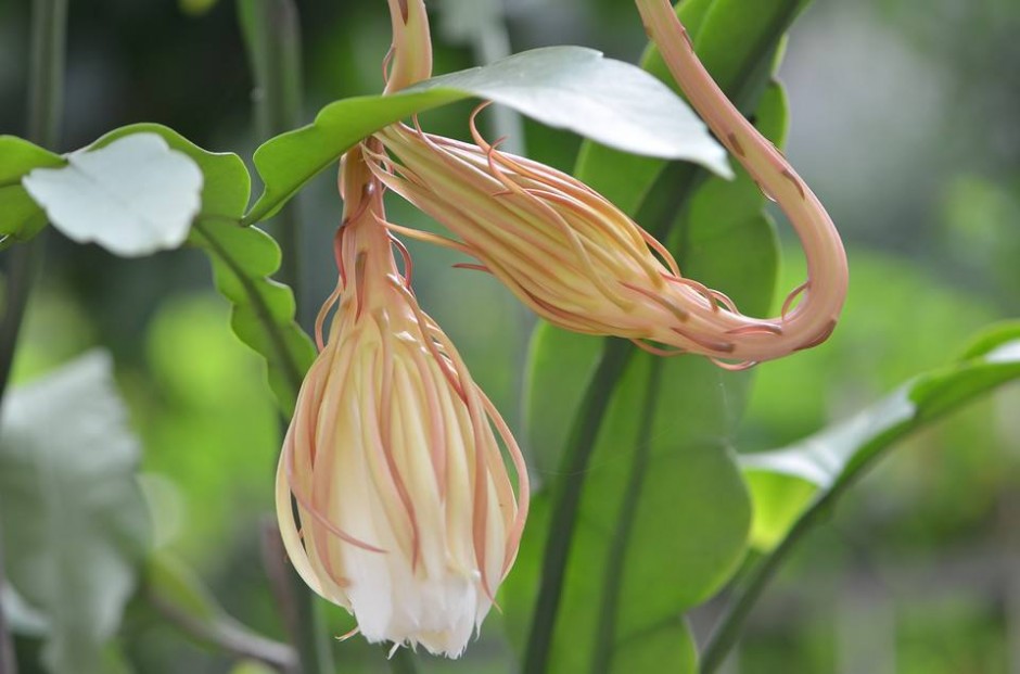 昙花可以吃吗 昙花的药用价值有哪些