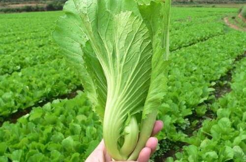芥菜的营养价值 与作用及食用方法