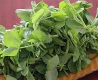 豌豆尖到底有多好？
