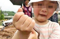 父亲捉毒蛇让女儿把玩 被咬后父亲淡然面对