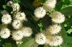 椰汁桂花糕的制作方法 夏日香浓可口的佳品