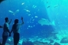 黄晓明baby十指相扣逛水族馆 甜蜜十足