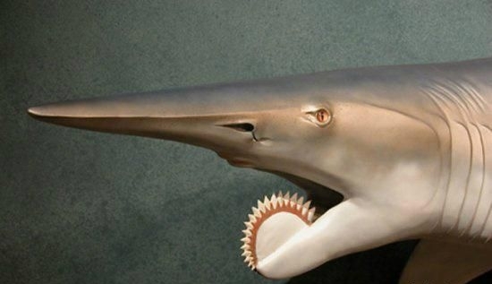 螺纹齿鲨鱼