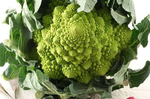 十大抗癌的野菜 苦菜可抑制白血病
