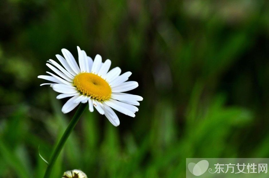 白菊花的功效与作用 白菊花和黄菊花有什么区别