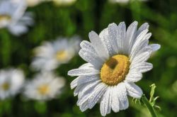 白菊花的功效与作用 白菊花和黄菊花有什么区别