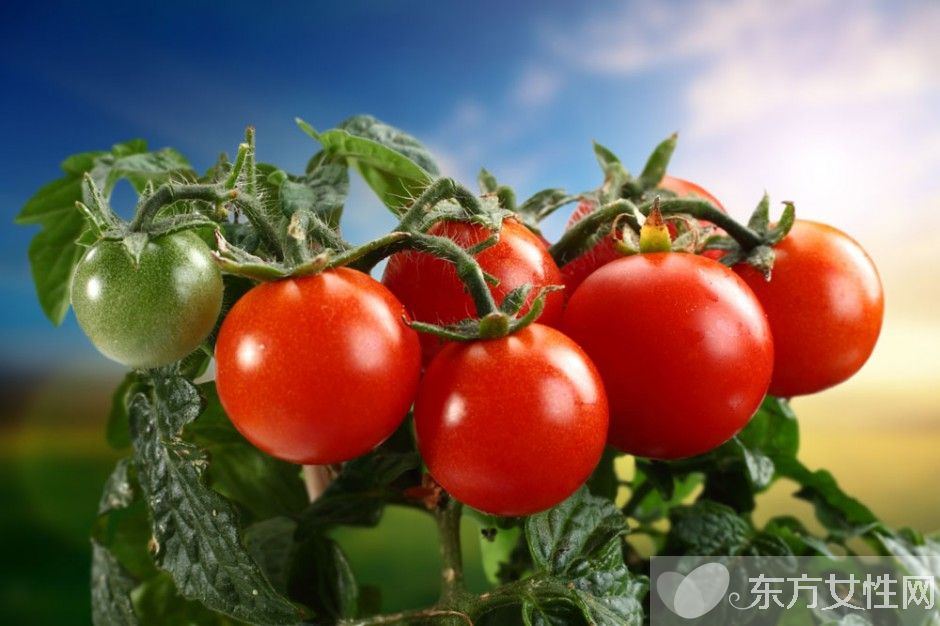 番茄红素作用与功效 如何正确服用番茄红素