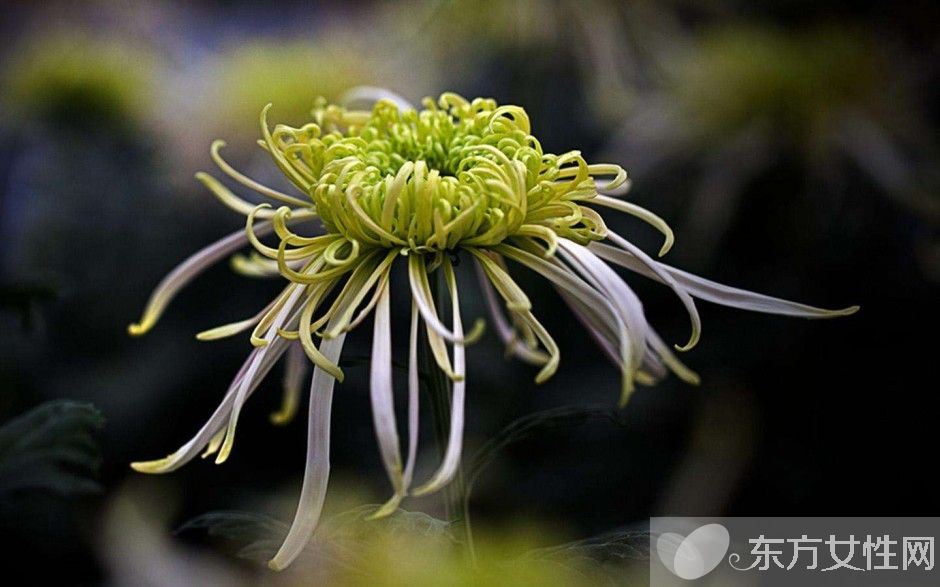 懷孕能喝菊花茶嗎 孕婦喝菊花茶有什麼好處