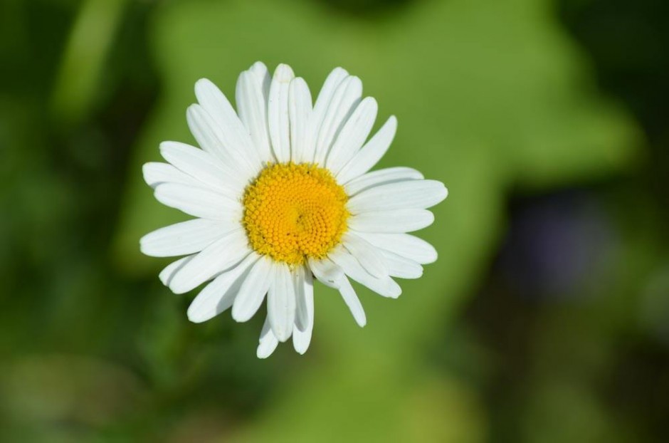 懷孕能喝菊花茶嗎 孕婦喝菊花茶有什麼好處