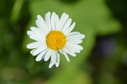 懷孕能喝菊花茶嗎 孕婦喝菊花茶有什麼好處