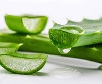 芦荟的治病功效及食疗方