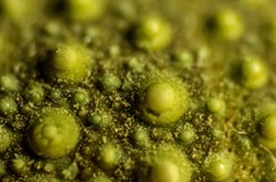 怎样做绿豆糕好吃不腻 清凉薄荷绿豆糕的做法