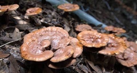 灵芝怎样吃好