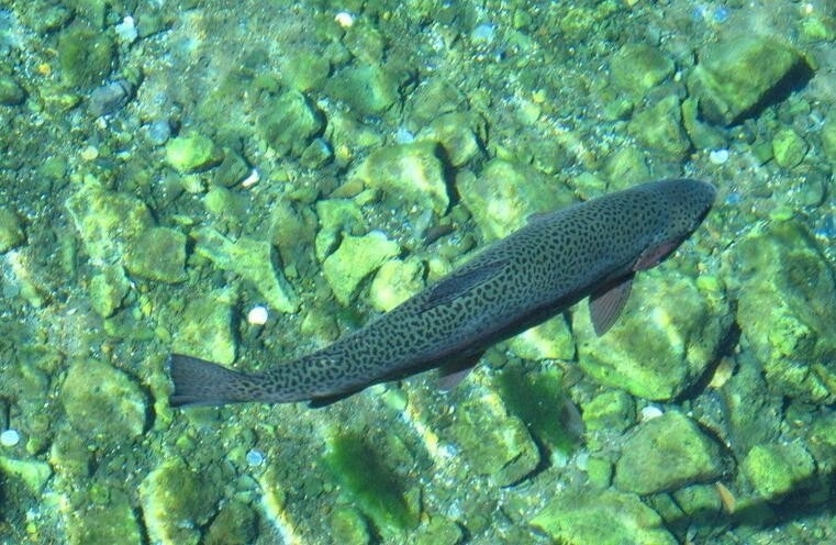 澳洲野生三文鱼泛滥