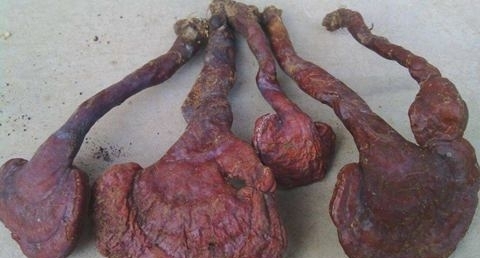 灵芝怎样吃好