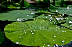 荷叶糯米包饭的做法 夏日气息弥漫的美味