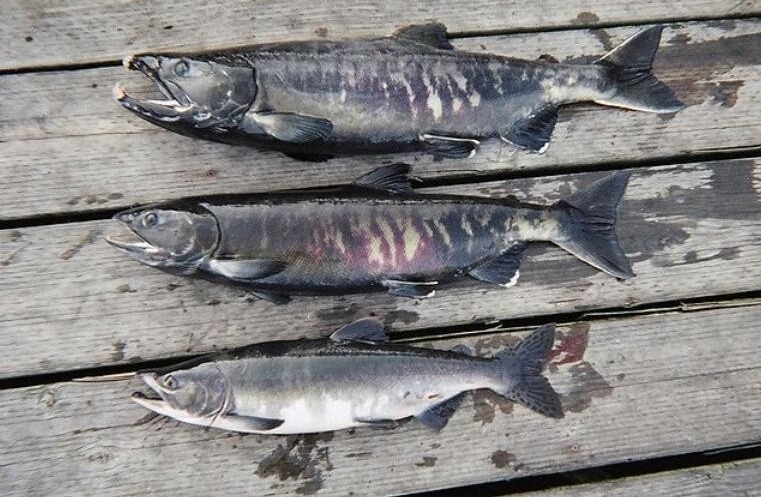 澳洲野生三文鱼泛滥