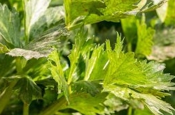 芹菜怎么吃降血压