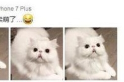 李晨深夜晒女友爱猫 网友却说＂它比你白＂