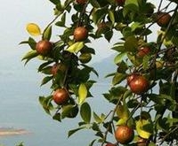 山茶油的食用方法
