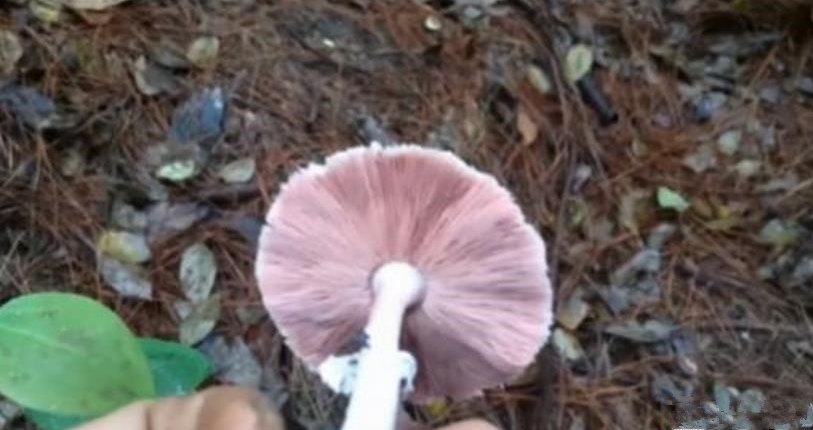 主播直播采蘑菇遇腐尸