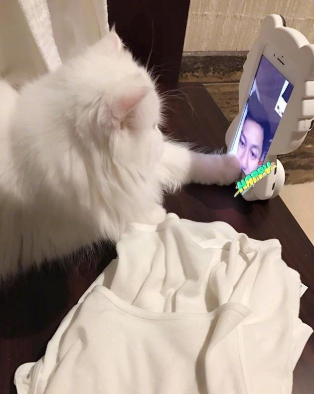 范冰冰晒爱猫与李晨视频照 甜蜜告白：想你们