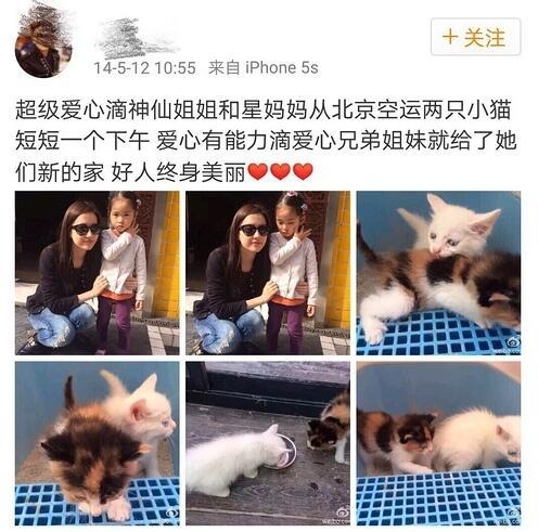 刘亦菲在后院里低调收养多只流浪猫 原来她是这样的神仙姐姐