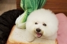 蔡依林将爱犬恶趣味打扮  瞬间变成“三明治”的