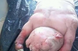 南非惊现半人半兽 羊身人脸真是魔鬼送来的怪物