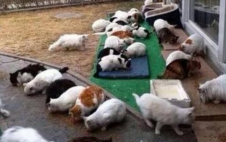 刘亦菲养40多只猫