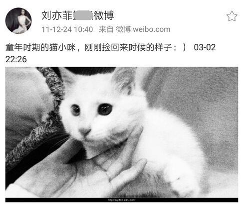 刘亦菲在后院里低调收养多只流浪猫 原来她是这样的神仙姐姐