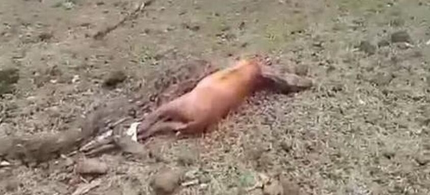 印度巨蟒生吞麋鹿