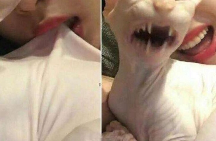 雪莉直播惹虐猫争议