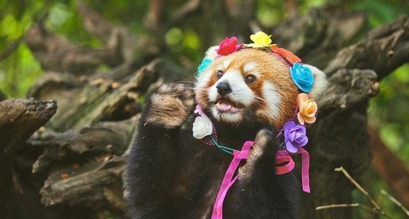 小熊猫嘟嘟拍写真
