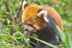 小熊猫嘟嘟拍写真 可爱画面令人都舍不得移开眼